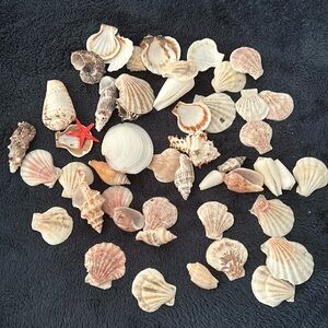 Selling assorted Sea Shells